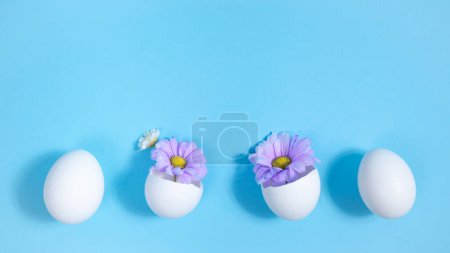 Row of white chicken eggs. Purple natural hrysanthemums in two broken eggs. Creative concept of the birth of a beautiful, new. Easter holiday. Blue background. Close-up.