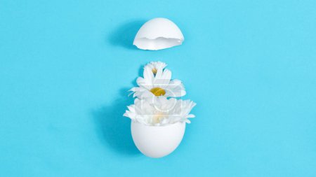 Natural white chrysanthemum flowers in broken white chicken egg. Creative concept of the birth of a beautiful, new. Easter holiday. Blue background. Close-up.