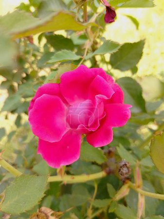 Téléchargez les photos : Belle rose rose papier peint - Pétales de rose rose - en image libre de droit