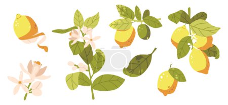 Illustration for Set of Tree Branches of Fresh Yellow Lemons. Ripe Fruits, Lush Green Leaves and Blooming Flowers. Juicy Citrus Fruits and Foliage with Wild Pink Flowers Isolated on White. Cartoon Vector Illustration - Royalty Free Image