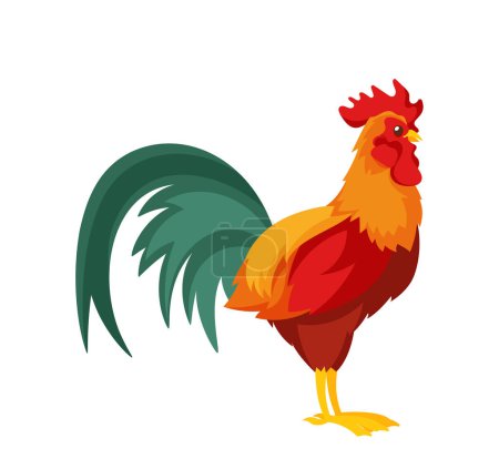 Illustration for Adult Cock with Long Fluffy Tail, Red Cockscomb and Wattles. Widespread Poultry. Male Domestic Chicken, Bright Rooster Bird Isolated Icon on White Background. Cartoon Vector Illustration - Royalty Free Image