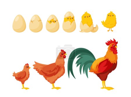 Illustrazione per Chick Hatching from Egg. Process of Growth from Egg to Young and Adult Hen or Rooster. Animal Evolution. Domestic Birds Icons Set Isolated on White Background. Cartoon Vector Illustration - Immagini Royalty Free