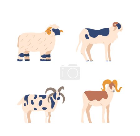 Téléchargez les illustrations : Différentes races de moutons avec des motifs et des couleurs de fourrure distincts, adapté pour une utilisation dans des articles sur l'élevage, la génétique ou l'agriculture. Diversité des animaux de ferme. Illustration vectorielle de bande dessinée - en licence libre de droit