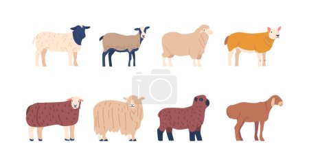 Téléchargez les illustrations : Ensemble de race ovine avec différentes couleurs de laine et de fourrure, animaux de ferme domestiques élevés pour la laine et la viande, l'élevage, l'agriculture, l'agriculture ou le bétail. Illustration vectorielle de bande dessinée - en licence libre de droit
