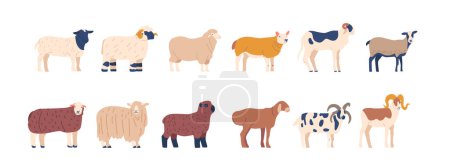Illustration for Set of Sheep Different Breed, Scottish Blackface, Merino, Dorper Sheep, Kerry Hill, Jacob Domestic Farm Animals for Wool And Meat, Husbandry, Or Rural Life. Cartoon Vector Illustration - Royalty Free Image
