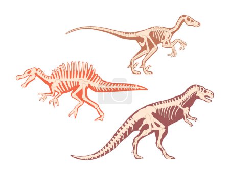 Illustration for Carnotaurus or Tyrannosaurus Dinosaur Skeleton with Bones. Isolated Carnivorous Theropod Dino Predator of Late Cretaceous Period. Ancient Prehistoric Biped Reptile Monster Cartoon Vector Illustration - Royalty Free Image