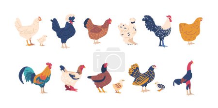 Set of Chicken And Rooster Breeds with Unique Physical And Behavioral Characteristics. Rhode Island Red, Leghorn, And Wyandotte Are Commonly Raised For Their Meat And Eggs. Cartoon Vector Illustration