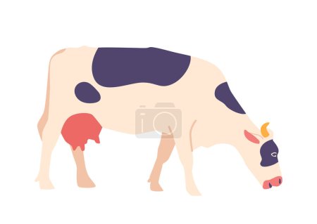 Illustrazione per Mucca isolata su sfondo bianco. Mammifero domestico con cappotto maculato che fornisce latte, carne e altri prodotti lattiero-caseari, vita agricola e rurale, bestiame, terreni agricoli. Illustrazione del vettore del fumetto - Immagini Royalty Free