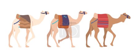Téléchargez les illustrations : Caravane de chameaux isolés sur fond blanc. Camels marchant, portant des cargaisons et des couvertures sur leurs sacs. Concept pour une utilisation en voyage ou Desert-themed Designs. Illustration vectorielle de bande dessinée - en licence libre de droit