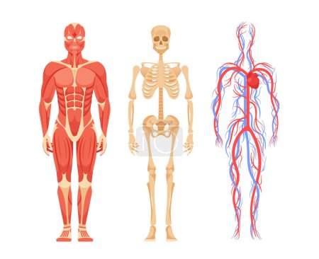 Human Male Body Anatomy Featuring Detailed View Of Skeletal, Muscular, Circulatory, Nervous, Digestive Systems. Funcionamiento interno del cuerpo para contextos médicos o educativos. Ilustración de vectores de dibujos animados