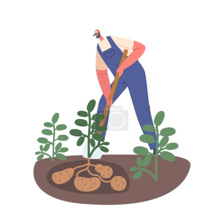 Téléchargez les illustrations : Homme déterrant des pommes de terre fraîches du sol, avec une pelle. Image Promouvoir le jardinage, la récolte agricole, le contenu lié à la cuisson ou le processus de production de copeaux. Illustration vectorielle de bande dessinée - en licence libre de droit