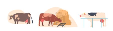 Illustration for Cows Stand In The Paddock, Munching On Hay As They Enjoy The Fresh Air And Open Spaces Of The Livestock Farm, while Their Distinctive Mooing Echoing Across The Open Fields. Cartoon Vector Illustration - Royalty Free Image