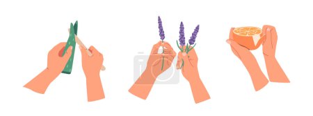 Illustration for Hands Deftly Gather And Process Natural Ingredients Crafting High-quality Oils For A Variety Of Uses, Resulting In Pure And Nourishing Product Isolated On White Background. Cartoon Vector Illustration - Royalty Free Image
