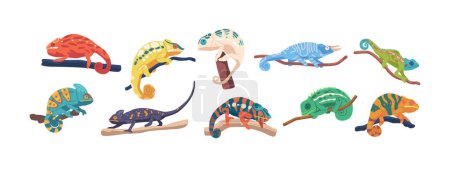 Illustration for Set of Colorful Chameleons With Distinctive Scales And Eyes Can Move Independently To Help Them See In Multiple Directions, Exhibiting A Unique Pattern And Posture, Blending Into Their Surroundings - Royalty Free Image
