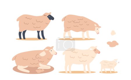 Téléchargez les illustrations : Ensemble de moutons, animaux laineux élevés pour leur viande et leur laine, ils pâturent sur l'herbe, nécessitent peu d'entretien et sont des créatures sociales qui se déplacent souvent dans les troupeaux. Illustration vectorielle de bande dessinée - en licence libre de droit
