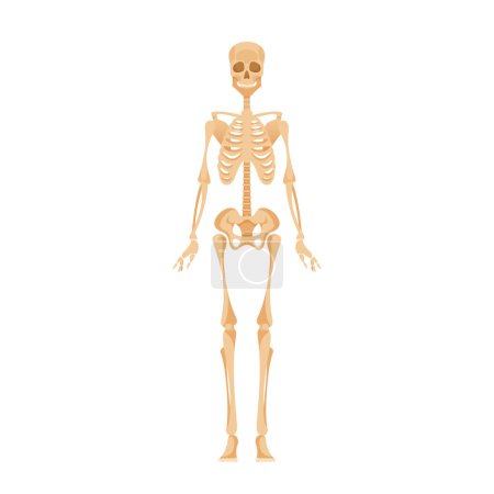 Illustration for Skeletal System of Adult Human Body. Framework Of Bones Providing Support, Protection, And Movement. Consists Of Skull, Vertebral Column, Rib Cage, Limbs, Pelvis, And Shoulder Girdle. Illustration - Royalty Free Image