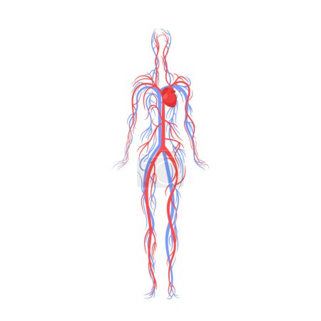 Ilustración de El sistema cardiovascular del ser humano adulto comprende el corazón, los vasos sanguíneos y la sangre, transporta oxígeno, nutrientes y hormonas. Regula la temperatura, Ph, y respuestas inmunes. Ilustración de vectores de dibujos animados - Imagen libre de derechos