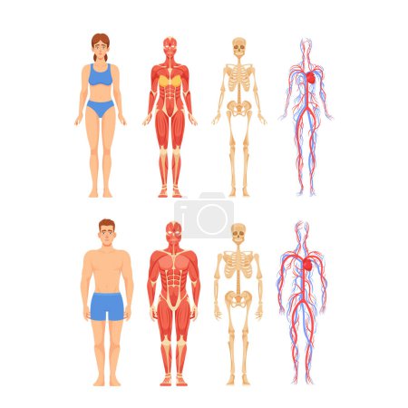 Illustration for Anatomy of Adult Male and Female Characters Representing Skeletal, Muscular, Cardiovascular And Nervous Or Lymphatic Systems. Visual Aid for Education in Medicine School. Cartoon Vector Illustration - Royalty Free Image
