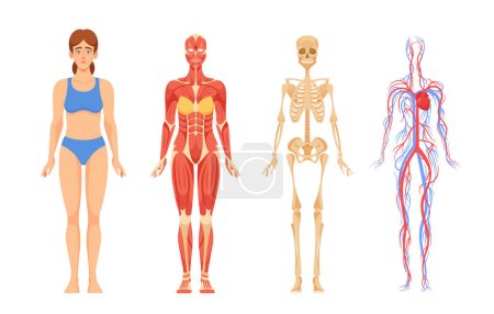 Weibliche Anatomie, Skelettsystem, Knochengerüst. Muskulatur, Muskeln, die Bewegung ermöglichen und Haltung beibehalten. Herz-Kreislauf-System Netzwerk von Gefäßen, Herz und Blut. Vektorillustration