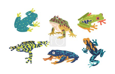 Illustration for Captivating Set Of Exotic Frogs Featuring Vibrant Colors And Unique Patterns. These Frogs Bring A Touch Of The Tropical Rainforest To Any Collection Or Display. Cartoon Vector Illustration - Royalty Free Image