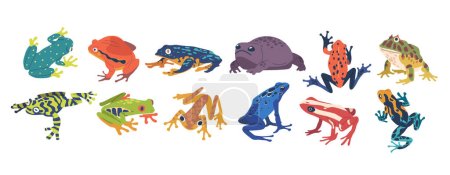 Illustrazione per Collezione di rane esotiche che presentano colori vibranti, modelli unici e specie diverse. Bellissimi animali tropicali, diversità di affascinanti anfibi. Illustrazione del vettore del fumetto - Immagini Royalty Free
