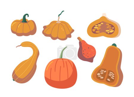 Illustration for Set of Pumpkin Different Shapes and Types. Orange Fruit With Thick Skin And Edible Flesh And Seeds, For Halloween Decor, Thanksgiving Dish and Autumn Festival Symbol. Cartoon Vector Illustration - Royalty Free Image