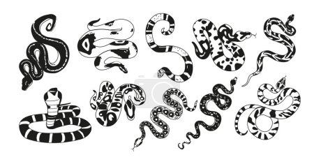 Ilustración de Serpientes exóticas en blanco y negro poseen patrones únicos. Sus diversas especies y su comportamiento intrigante los convierten en un tema fascinante para los entusiastas de los reptiles y los amantes de la naturaleza. Ilustración vectorial - Imagen libre de derechos