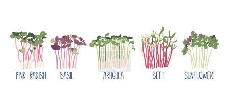 Illustration for Set of Microgreens. Pink Radish, Basil and Arugula. Beet, and Sunflower, Sprouts. Healthy Greenery Foods, Vegan and Vegetarian Nutrition Isolated on White Background. Cartoon Vector Illustration - Royalty Free Image