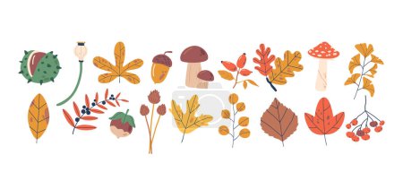 Ilustración de Conjunto de follaje de otoño, colección de hojas en ricos tonos de rojo, naranja y amarillo, castaño, maíz, champiñones, bayas y avellanas, capturando la belleza del otoño. Ilustración de vectores de dibujos animados - Imagen libre de derechos