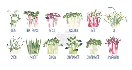 Illustration for Set of Microgreens. Isolated Peas, Pink Radish, Basil and Arugula. Beet, Dill, Onion, Wheat or Quinoa. Sunflower, and Amaranth Sprouts. Healthy Greenery Foods. Cartoon Vector Illustration - Royalty Free Image
