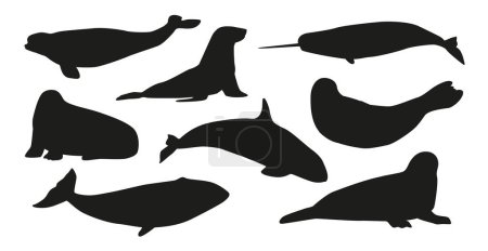Téléchargez les illustrations : Silhouettes noires de baleine, morse, orque et baleine blanche avec narval et phoque, béluga, animaux de la mer Arctique. Vie marine, créatures aquatiques Illustration vectorielle monochrome isolée sur fond blanc - en licence libre de droit