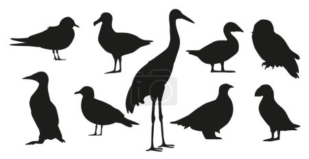 Illustration for Black Silhouettes of Arctic Bird Species. Puffin, Snowy Owl, Arctic Tern, Common Eider, Guillemot, Sanderling, Great Black-backed Gull, Gyrfalcon, And Ptarmigan with Snow Bunting. Vector Illustration - Royalty Free Image