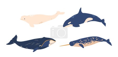 Illustration for Underwater Arctic Animals Set. Orca, Beluga, Narwhal and Whale Adapted To Survive In The Icy Waters Of The North. Oceanic Fauna Spices. Cartoon Vector Illustration, Isolated on White Background - Royalty Free Image