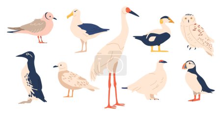Illustration for Arctic Bird Species Include The Puffin, Snowy Owl, Arctic Tern, Common Eider, Guillemot, Sanderling, Great Black-backed Gull, Gyrfalcon, And Ptarmigan with Snow Bunting. Cartoon Vector Illustration - Royalty Free Image