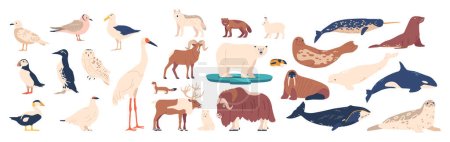 Ilustración de Conjunto de animales árticos y aves incluyendo oso polar, buey almizclero, sello, morsa, lobo, zorro polar, reno, pingüino y ermín, frailecillos, narvales y búho nevado con orca. Ilustración de vectores de dibujos animados - Imagen libre de derechos