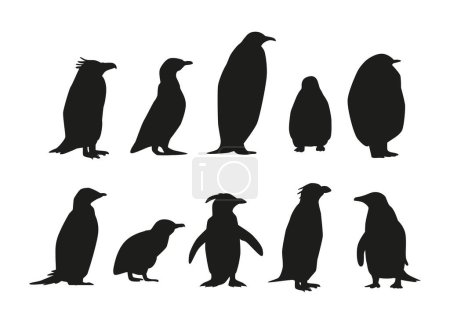 Illustration for Set of Penguins Various Species Black Silhouettes. Emperor, Adelie, Gentoo, Rockhopper, King and Macaroni, Fluffy, Little and African and Chinstrap Penguin Types. Black and White Vector Illustration - Royalty Free Image