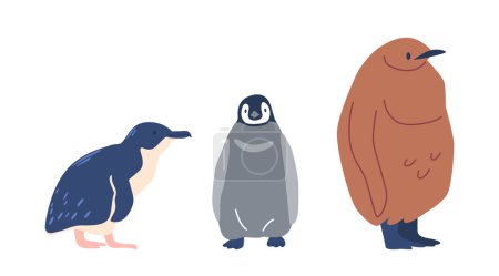 Téléchargez les illustrations : Le petit pingouin, ou pingouin bleu, est la plus petite espèce de pingouin. Pingouin moelleux sont un terme envoûtant pour leur apparence adorable, tandis que les manchots du roi sont plus grands avec des marques orange frappantes - en licence libre de droit