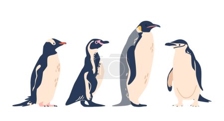 Ilustración de Gentoo, African, Chinstrap y Emperor Penguin Spices. Pájaros sin vuelo, conocidos por su característico plumaje blanco y negro y su capacidad para prosperar en ambientes acuáticos fríos. Ilustración vectorial - Imagen libre de derechos