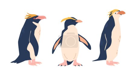 Téléchargez les illustrations : Rockhopper, Macaroni, pingouin à crête dressée, connu pour ses sourcils jaunes distinctifs, sont des oiseaux côtiers agiles habitant les îles sub-antarctiques. Ils sautent entre les rochers. Illustration vectorielle - en licence libre de droit