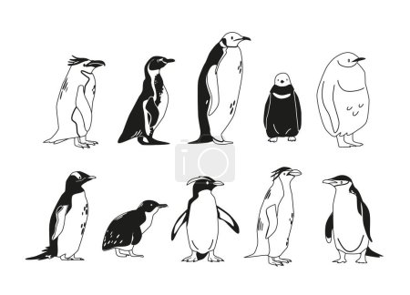 Ilustración de Monocromo Conjunto de pingüinos Varias especies, Emperador, Adelie, Gentoo, Rockhopper, Rey y Macarrones, Fluffy, Pequeño y Africano y Chinstrap tipos de pingüinos. Ilustración de vectores en blanco y negro, iconos - Imagen libre de derechos