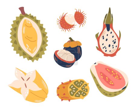 Illustration for Tropical Fruits Set, Burst Of Exotic Flavors, Vibrant Colors, And Rich Nutrients. From Succulent Durian, Lychee, And Dragon Fruit, To Zesty Carambola, Guava and Rambutan. Cartoon Vector Illustration - Royalty Free Image