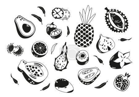 Illustration for Black and White Tropical Fruits Vector Set. Durian, Lychee, Pineapple and Dragon Fruit. Carambola, Figs, Garnet and Papaya with Guava. Lime, Avocado, Kiwi, Rambutan or Mango Sweet Exotic Treats - Royalty Free Image
