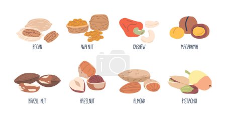 Collection of Assorted Nuts. Almond, Walnut, Brazil and Pecan, Cashew, Pistachio and Macadamia and Hazelnut. Healthy Kernels Isolated on White Background. Cartoon Vector Illustration, Icons Set