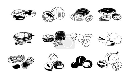 Illustration for Black and White Nuts Collection, Almond, Walnut, Brazil and Peanut with Nutmeg. Pecan, Cashew, Pistachio and Cocoa Beans. Coconut, Macadamia and Hazelnut Isolated Monochrome Vector Icons Set - Royalty Free Image