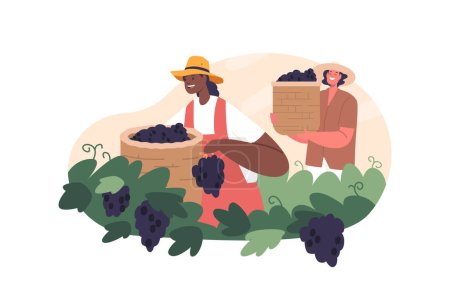 Illustration for Amidst The Golden Hues Of The Vineyard, Diligent Workers Characters Labor, Carefully Harvesting Ripe Grapes. The Air Is Filled With The Sweet Aroma Of Harvest. Cartoon People Vector Illustration - Royalty Free Image