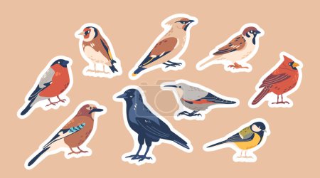 Illustration for Set of Stickers European Winter and Autumn Bird Species, Wild Or Garden Birdies. Goldfinch, Small Tit, Northern Cardinal, Sparrow or Crow, Woodpecker, Jay, Chickadee, Bullfinch. Cartoon Vector Patches - Royalty Free Image