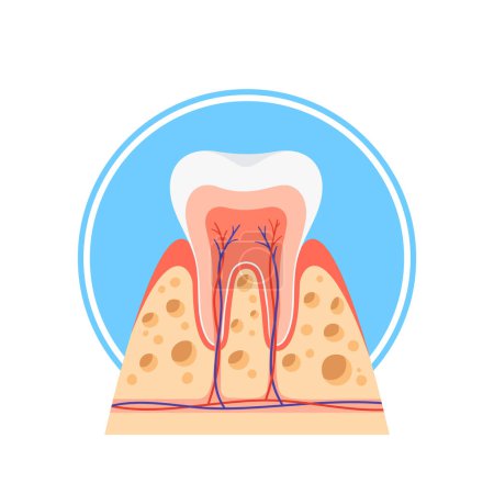 Ilustración de Vista transversal de un diente sano, revelando esmalte, dentina y pulpa. La imagen de anatomía ilustrativa vectorial muestra las capas que contribuyen a una estructura dental robusta y bien mantenida - Imagen libre de derechos