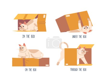 Illustration for Cute Cat Character In Different Poses With Box. Prepositions Of Place English. Studying Of Foreign Language Concept. Funny Pet Inside, Under, On and Through the Box. Cartoon Vector Illustration - Royalty Free Image