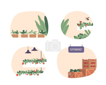 Illustration for Indoor Strawberry Production Utilizes Controlled Environments, Such As Hydroponics Or Vertical Farming, To Optimize Growth Conditions, Ensuring Year-round Harvests Of Fresh, Flavorful Strawberries - Royalty Free Image