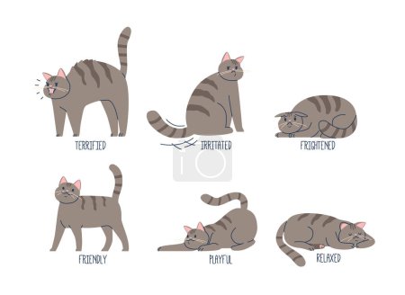 Illustration for Language Of Cats. Friendly, Playful and Relaxed. Terrified, Frightened and Irritated N Nonverbal Expressions of Domestic Feline Animal. Isolated Cartoon Vector Illustration - Royalty Free Image